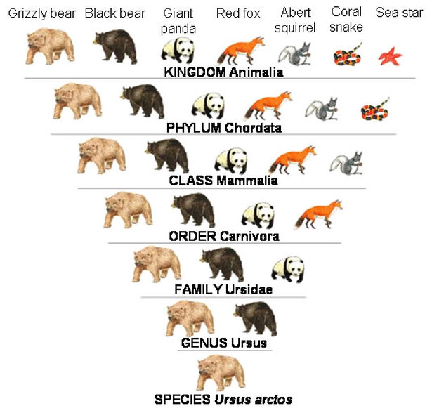 Grizzly Bear Classification Chart